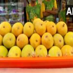 India: Alphonso mango season ends early due to environmental changes